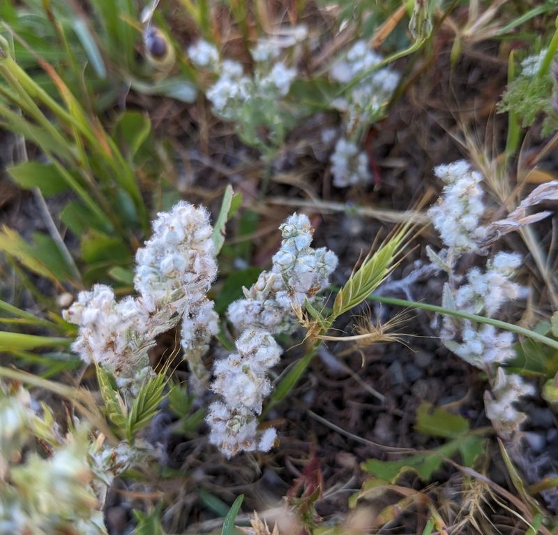 Micropus californicus, photographed by mgentile