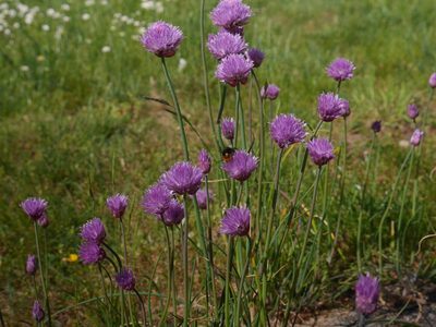 Allium schoenoprasum, photographed by Barbara Terhal