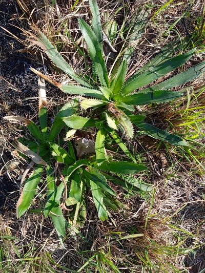 Eryngium elegans, photographed by Magdalena Carabio Foti