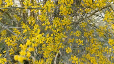 Retama sphaerocarpa, photographed by Elizabete Marchante