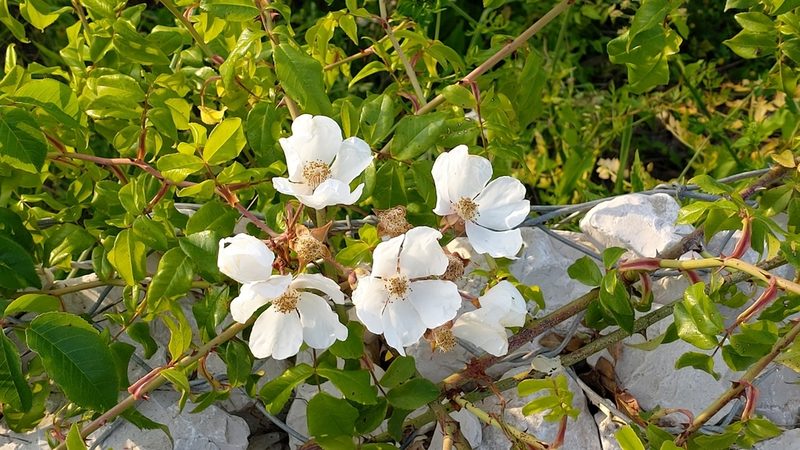 Rosa sempervirens, photographed by Elizabete Marchante