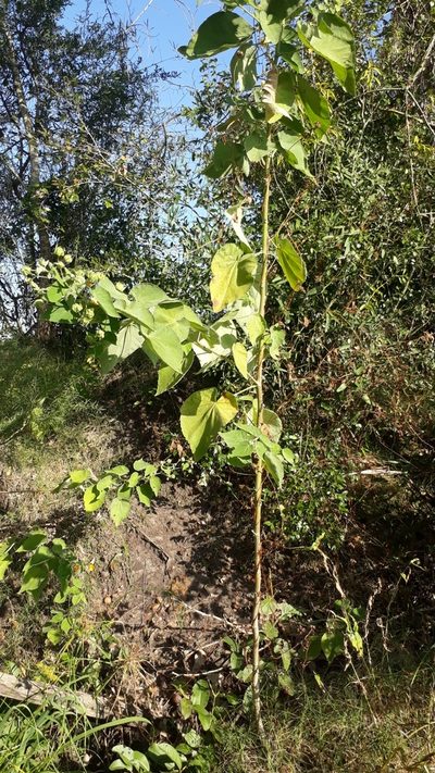 Abutilon umbelliflorum, photographed by danielrmacias