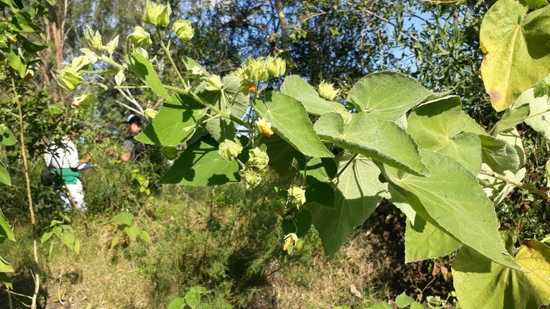 Abutilon umbelliflorum, photographed by danielrmacias