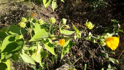 Abutilon umbelliflorum, photographed by danielrmacias