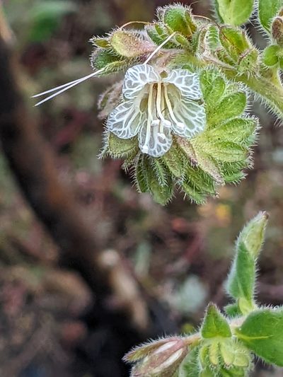 Phacelia grisea, photographed by elonicera