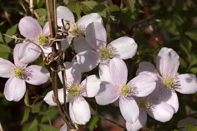 Clematis montana, photographed by Tina Ellegaard Poulsen