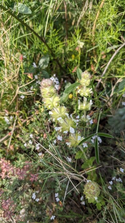 Sideritis hirsuta, photographed by Javier Eusamio