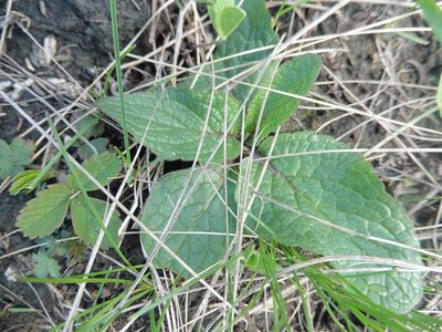 Verbascum phoeniceum, photographed by Силаева Татьяна Борисовна