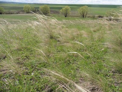 Stipa capillata, photographed by Силаева Татьяна Борисовна