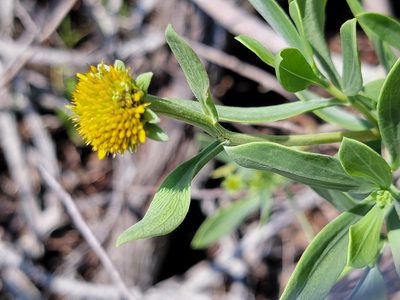 Borrichia frutescens, photographed by Theo Summer