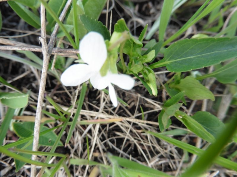 Viola accrescens, photographed by Силаева Татьяна Борисовна