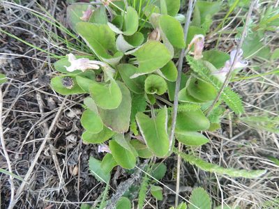 Viola rupestris, photographed by Силаева Татьяна Борисовна