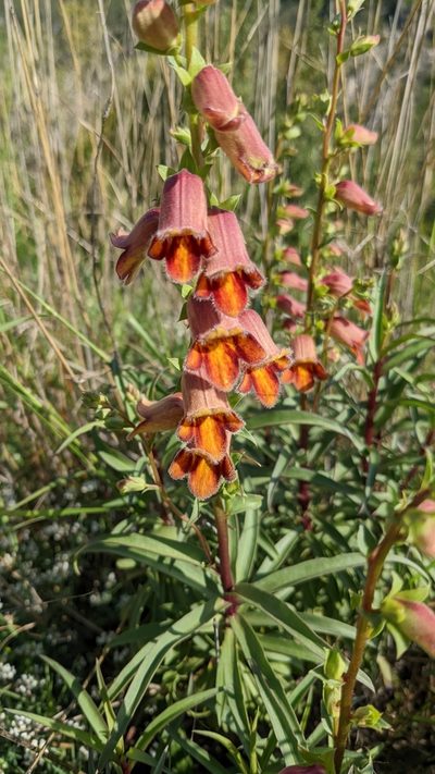 Digitalis obscura, photographed by Javier Eusamio