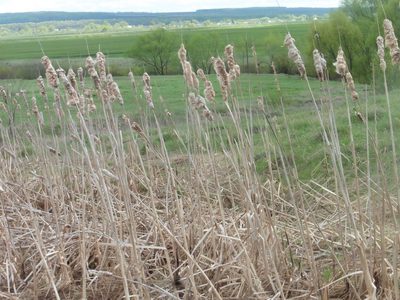Typha latifolia, photographed by Силаева Татьяна Борисовна