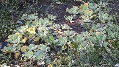 Pistia stratiotes, photographed by danielrmacias