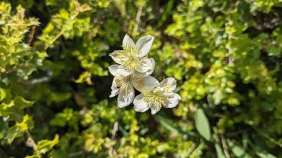 Thalictrum tuberosum, photographed by Javier Eusamio