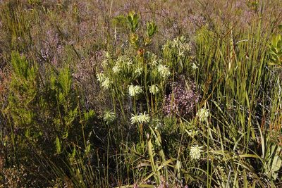Erica sessiliflora, photographed by Tony Rebelo