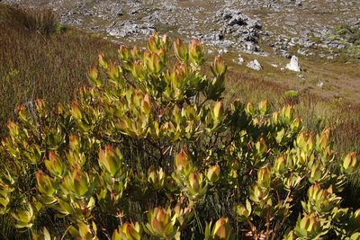 Leucadendron gandogeri, photographed by Tony Rebelo