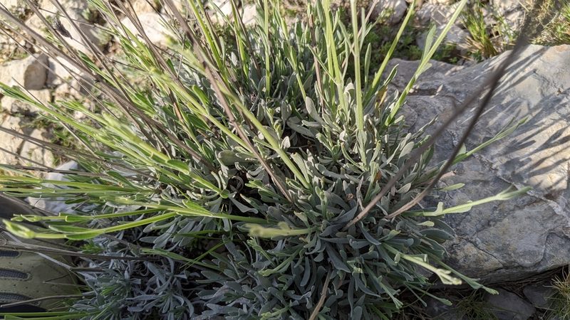Lavandula latifolia, photographed by Javier Eusamio