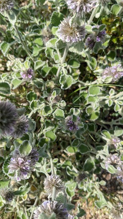Marrubium supinum, photographed by Javier Eusamio
