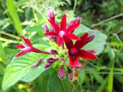 Pentas lanceolata, photographed by Tyler Bishop