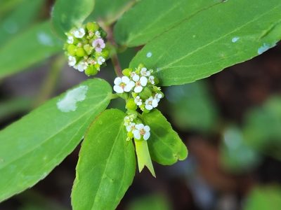 Euphorbia hypericifolia, photographed by Tyler Bishop