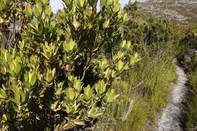Leucadendron gandogeri, photographed by Tony Rebelo