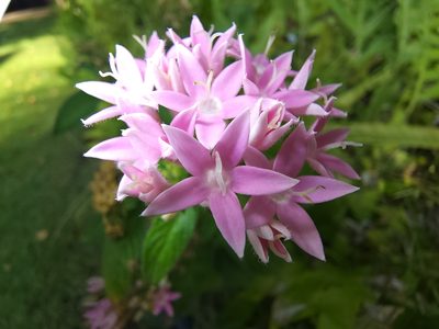 Pentas lanceolata, photographed by Tyler Bishop