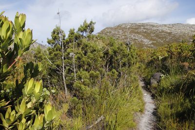Widdringtonia nodiflora, photographed by Tony Rebelo