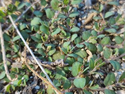 Euphorbia serpens, photographed by Tyler Bishop