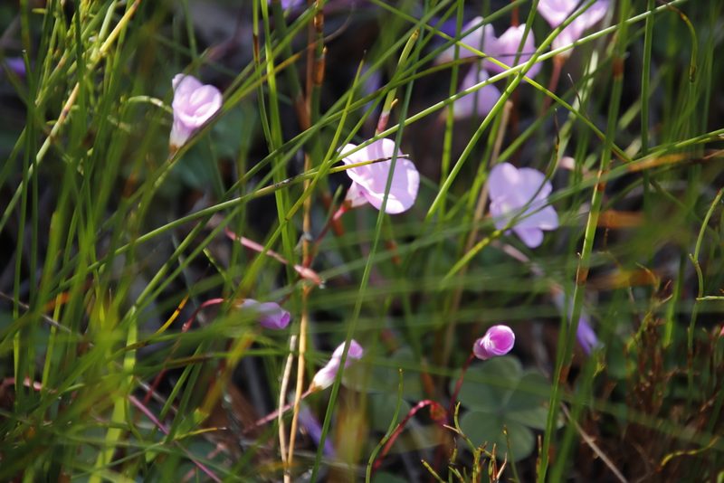 Oxalis commutata, photographed by Tony Rebelo