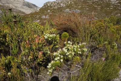 Erica sessiliflora, photographed by Tony Rebelo
