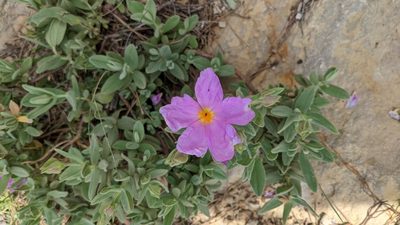 Cistus albidus, photographed by Javier Eusamio