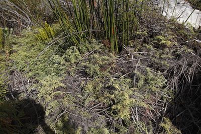 Gleichenia polypodioides, photographed by Tony Rebelo