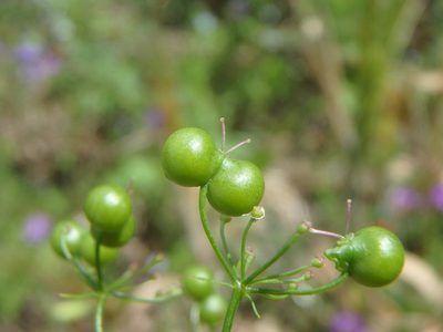 Bifora radians, photographed by Daniel Cahen