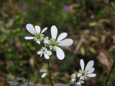 Bifora radians, photographed by Daniel Cahen