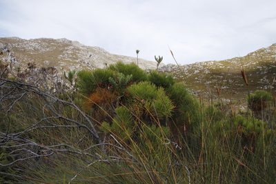 Berzelia alopecuroides, photographed by Tony Rebelo