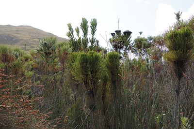Berzelia alopecuroides, photographed by Tony Rebelo