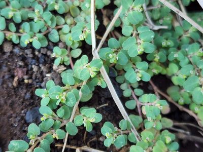 Euphorbia serpens, photographed by Tyler Bishop
