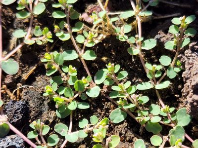 Euphorbia serpens, photographed by Tyler Bishop