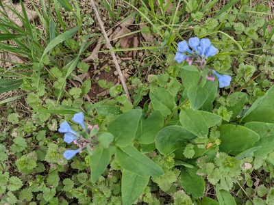 Mertensia virginica, photographed by Matthew Gerke