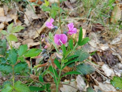 Lathyrus linifolius, photographed by Josep Gesti