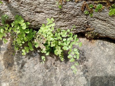 Adiantum capillus-veneris, photographed by Josep Gesti