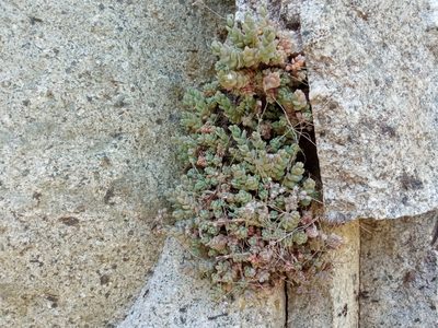 Sedum dasyphyllum, photographed by Josep Gesti