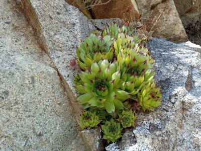 Sempervivum tectorum, photographed by Josep Gesti