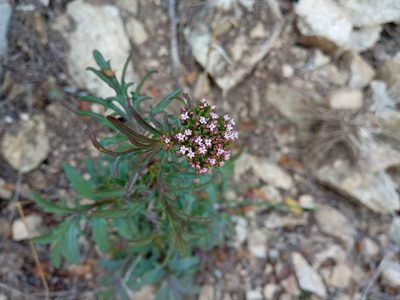 Valeriana calcitrapae, photographed by Josep Gesti