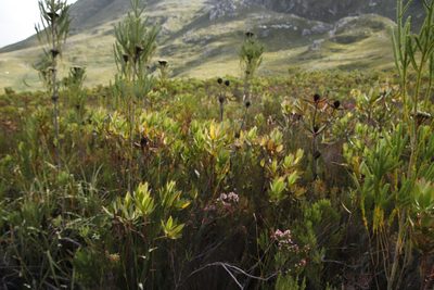 Leucadendron gandogeri, photographed by Tony Rebelo