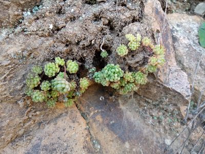 Sedum hirsutum, photographed by Josep Gesti