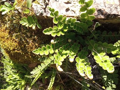 Asplenium ceterach, photographed by Josep Gesti