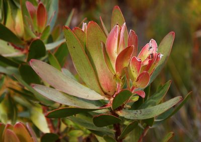 Leucadendron gandogeri, photographed by Tony Rebelo